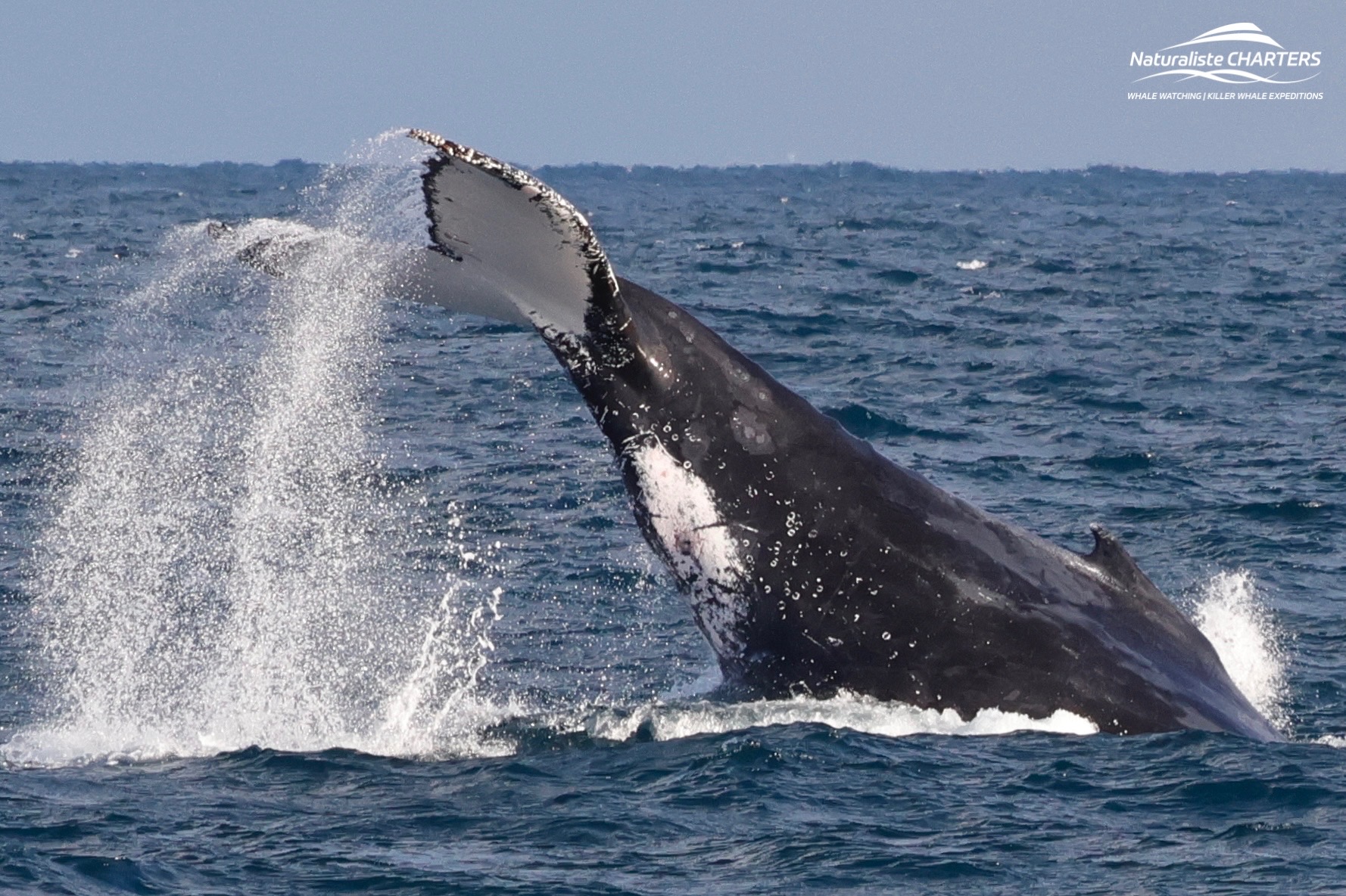 Humpback Whale Competition Pods